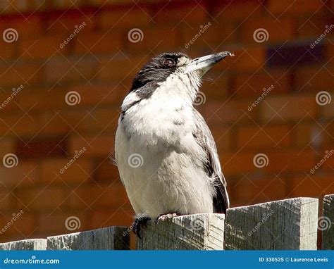 Image result for Australian Butcher Bird Sound