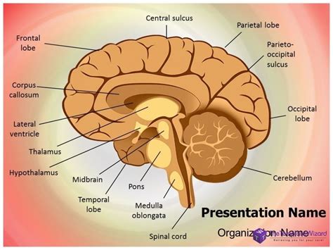 Toradh íomhá ar Brain Structure Labeled