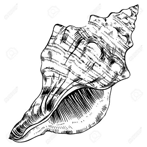 Toradh íomhá ar Labeled Conch Shell Drawing