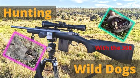 Image result for Aussie Dog Hunting