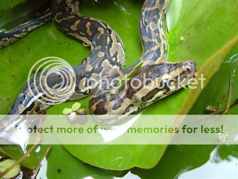 Afbeeldingsresultaten voor Color in of Brumese Python Easy