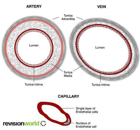 Transverse Section of Vein and Artery に対する画像結果