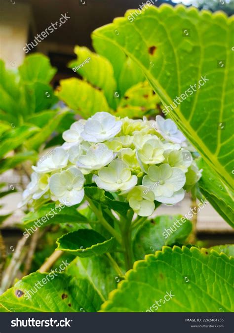 Toradh íomhá ar Briad Hydrangea Broad