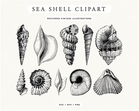 Image result for Nautical Shell Line Drawing