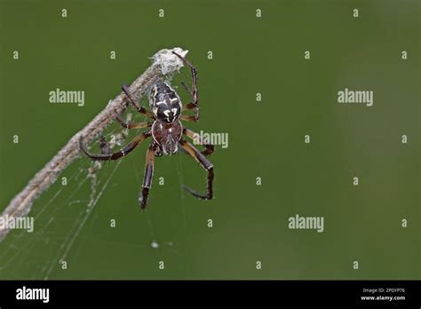Desert Wheel Spider に対する画像結果