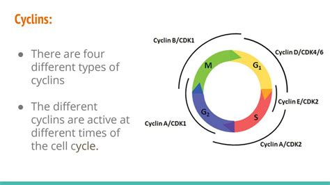 Image result for Cyclin Example