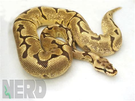 Image result for Fire Spider Ball Python