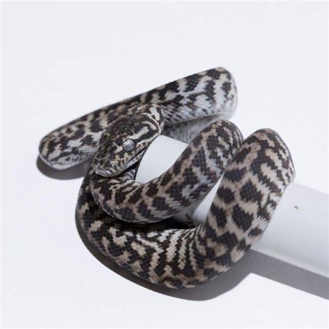 Axanthic Zebra Carpet Python に対する画像結果
