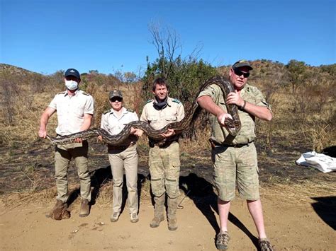 Image result for Rock Python Tracks