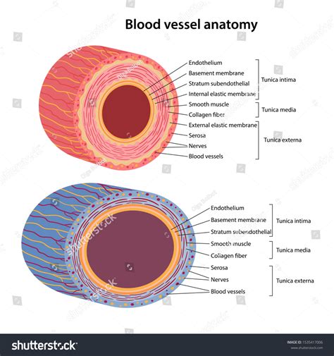 Transverse Section of Vein and Artery に対する画像結果