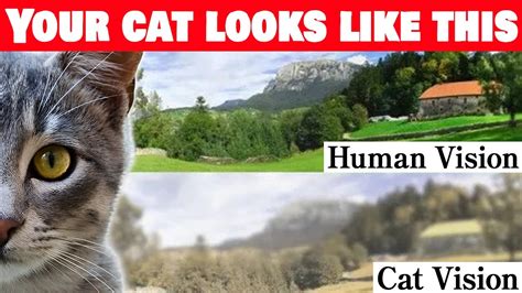 What Colors Does a Cat See に対する画像結果