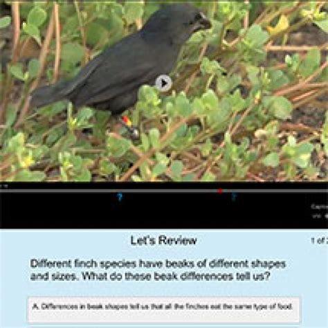 Image result for Lizard Evolution Virtual Lab Groups Answer Key