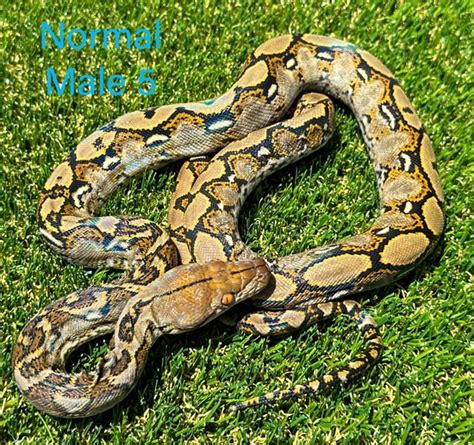 Afbeeldingsresultaten voor Normal Retic Python's