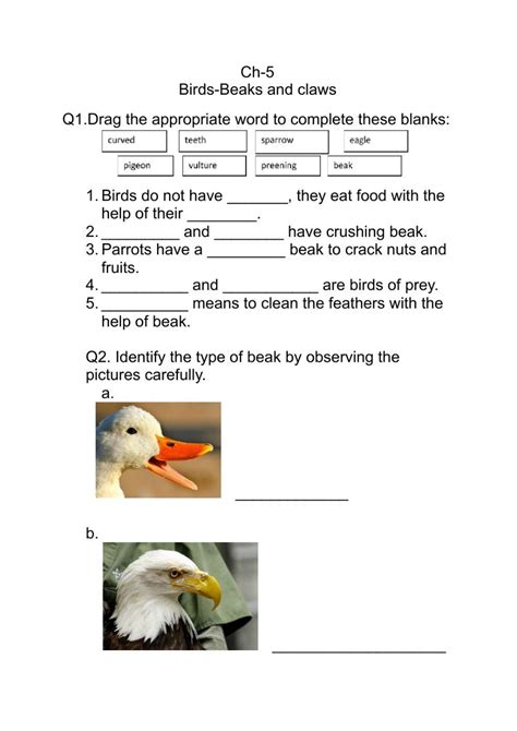 Image result for Bird Classification Worksheet