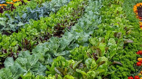 Fast-growing vegetables: 10 crops for rapid results | Homes and Gardens
