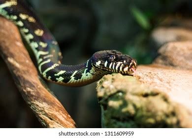 Image result for Boelens Python Snake