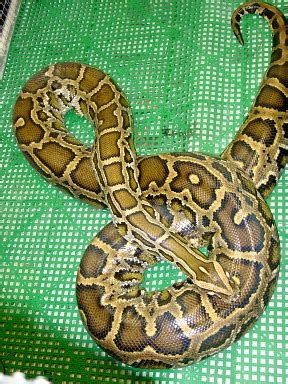 burmese python constricts chick に対する画像結果