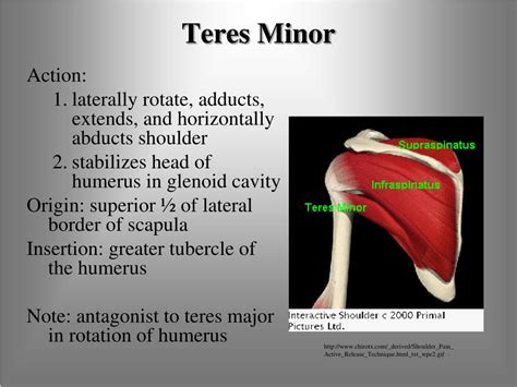 Afbeeldingsresultaten voor Teres Minor Function