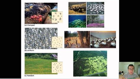 Afbeeldingsresultaten voor Clumped Dispersion Example