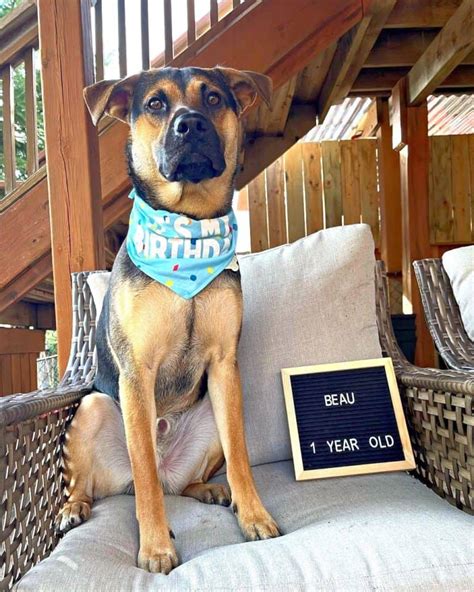 Image result for Aussie Jack Dog