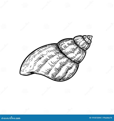 Image result for Hand Drawn Shell Conch Line Drawing