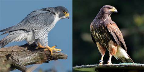 Falcon vs Hawk Difference に対する画像結果