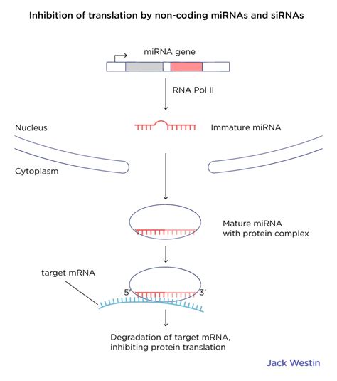 Image result for Non-Coding RNA Animation