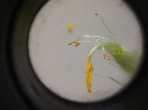 Image result for How to Make a Simple Microscope