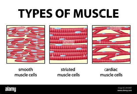 Image result for Cardiac Muscle Cell Structure