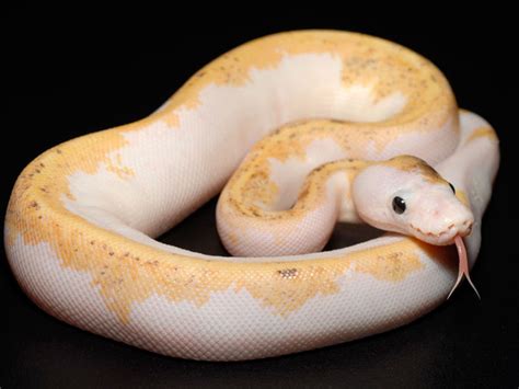 Image result for Super Fire Axanthic Ball Python