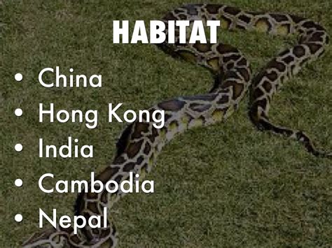 Image result for Burmese Python Range