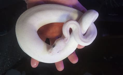 Image result for Ball Python Reproduction