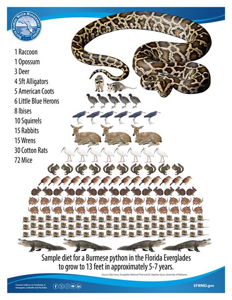 Image result for Burmese Python Food Chain