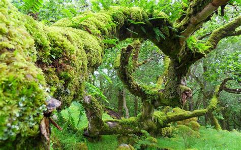 Mossy Old Tree Roots in a Mystical Scene ਲਈ ਪ੍ਰਤੀਬਿੰਬ ਨਤੀਜਾ