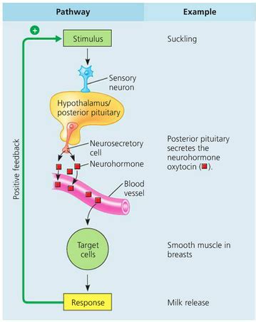 Image result for Negative Feedback Loop Endocrine System