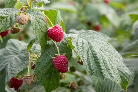 Raspberry Plant Identification に対する画像結果