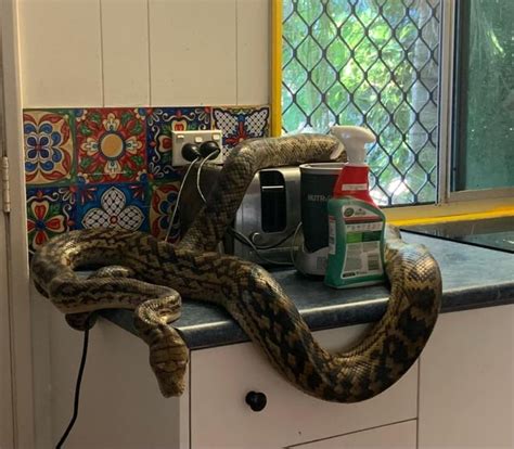 Image result for Scrub Python Eating Cat