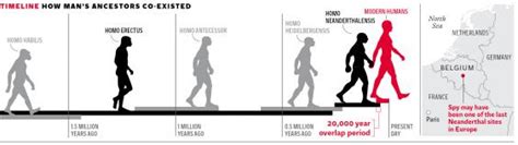 Image result for Neanderthal Evolution Chart