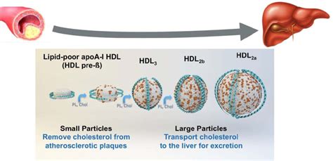 Afbeeldingsresultaten voor Maturation Effect