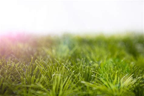 Image result for How to Grow Grass Quickly