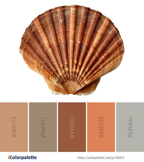 Image result for Shell Color