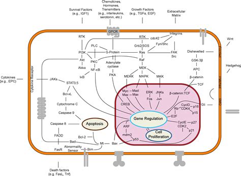 Afbeeldingsresultaten voor Cell Signaling Cascade