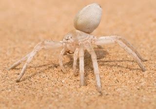 Desert Wheel Spider に対する画像結果