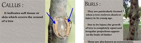 Image result for Natural Timber Defects