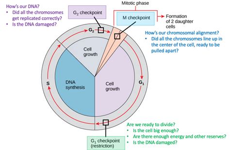 Printable Cycle Graph എന്നതിനുള്ള ഇമേജ് ഫലം
