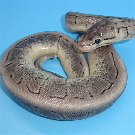 Afbeeldingsresultaten voor Axanthic Pewter Ball Python