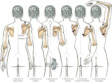 Image result for External Rotation Humerus