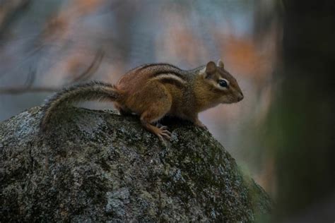 Afbeeldingsresultaten voor How to Keep Chipmunks From Garden