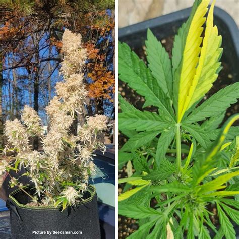 Afbeeldingsresultaten voor Plant Mutations