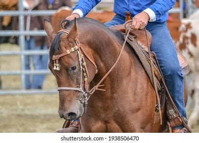 Image result for Horseback Sorting Cattle